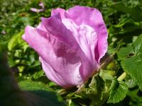 Růže svraskalá (Rosa rugosa)