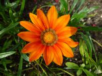 Gazánie zářivá (Gazania rigens)