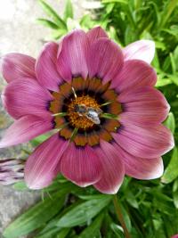 Gazánie zářivá (Gazania rigens)