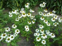 Třapatkovka nachová 'Lucky Star' (Echinacea purpurea)