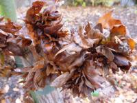 Buk lesní 'Cristata' (Fagus sylvatica)
