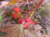 Acer palmatum    'Oshu shidare'  Fächer-Ahorn Früchte