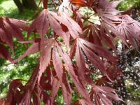 Acer palmatum    'Oshu shidare'  Fächer-Ahorn Blätter