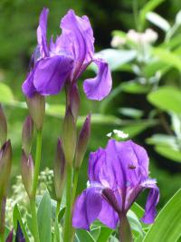 Kosatec bezlistý český (Iris aphylla subsp bohemica)