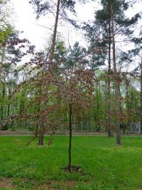 Buk lesní 'Purpurea' (Fagus sylvatica)