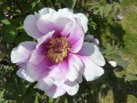 Pivoňka keřovitá 'Monsieur Antoine Riviére' (Paeonia suffruticosa)