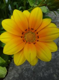 Gazánie zářivá (Gazania rigens)