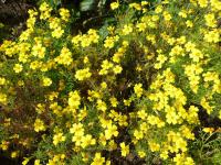 Aksamitník jemnolistý 'Luna Lemon' (Tagetes tenuifolia)