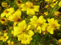 Aksamitník jemnolistý 'Luna Lemon' (Tagetes tenuifolia)