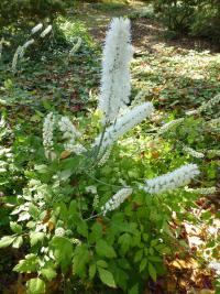 Ploštičník jednoduchý 'White Pearl' (Cimicifuga simplex)