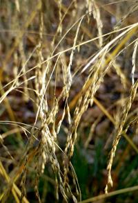 Metlice trsnatá 'Palava' - klas (Deschampsia caespitosa)
