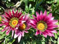 Gazania rigens    'Daybreak Pink'  Halbstrauch-Gazanie Blüten