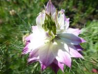 Černucha damašská 'Mulberry Rose' (Nigella damascena)