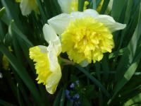 Narcis 'Full House' - Plnokvěté narcisy (Narcissus)