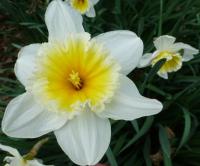Narcissus   'Orange Ice Folies'  Narzisse Blüten