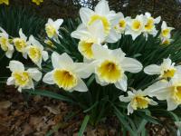 Narcissus 'Orange Ice Folies'  Narzisse Pflanze