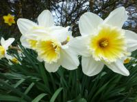 Narcissus  'Orange Ice Folies'  Narzisse Blüten