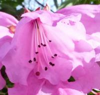 Pěnišník horský (Rhododendron oreodoxa)
