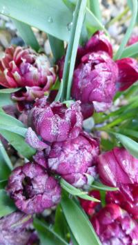 Tulipa humilis var. pulchella             'Tete a Tete'  Tulpe Blüten