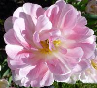 Tulipán 'Angelique' - Plné pozdní tulipány (Tulipa)