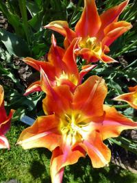 Tulipán 'Ballade Dream' - Liliokvěté tulipány