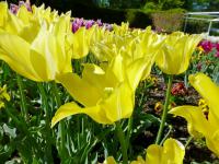Tulipán 'Ballade Gold' - Liliokvěté tulipány