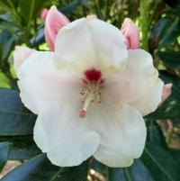 Pěnišník jakušimský 'Flava' (Rhododendron degronianum subsp. yakushimanum)