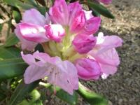 Pěnišník jakušimský 'Ken Janeck' (Rhododendron degronianum subsp. yakushimanum)