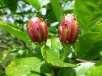 Sazaník květnatý - větévka s květy (Calycanthus floridus)