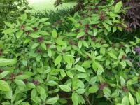 Sazaník květnatý - habitus v květu (Calycanthus floridus)