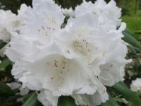 Pěnišník jakušimský 'Fallig Snow' (Rhododendron degronianum subsp. yakushimanum)