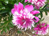 Paeonia lactiflora   'Orpen'  Chinesische Pfingstrose Blüten