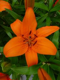 Lilium x hybridum     'Orange Pixie'  Lilie Blüten