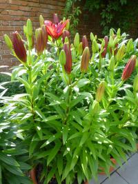 Lilium x hybridum   'Original Love'  Lilie Pflanze