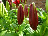 Lilium x hybridum    'Original Love'  Lilie Pflanze