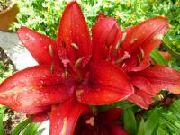 Lilie 'Original Love' - LA hybridy