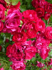 Růže 'Flammentanz'