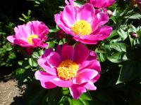 Paeonia lactiflora         'L'Etincelante'  Chinesische Pfingstrose Blüten