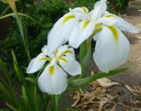 Kosatec Kaempferův 'Utamaro' (Iris ensata)