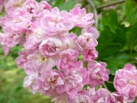 Hloh obecný 'Masekii' (Crataegus laevigata)