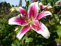 Lilium x hybridum 'Candy Club'  Lilie Pflanze