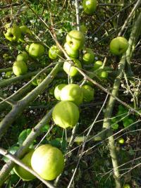 Chaenomeles speciosa   'Knap Hill Radiance'  Chinesische Zierquitte Früchte