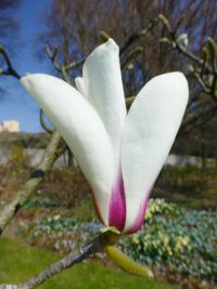 Šácholan válcovitý 'NA 60714' - větévka s květem (Magnolia cylindrica)