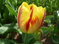 Tulipán 'Washington' - Triumph tulipány (Tulipa)