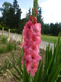 Gladiolus    'Romulus'  Gladiolen Blüten