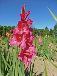 Mečík 'Psyché' (Gladiolus)