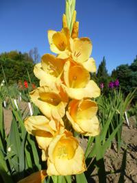 Mečík 'Flevo Gold' (Gladiolus)