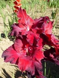 Mečík 'Oidipus' (Gladiolus)