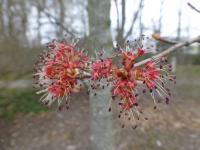 Javor červený 'Scanlon' - větévka s květy (Acer rubrum)