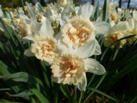 Narcissus 'Petit Four'  Narzisse Pflanze